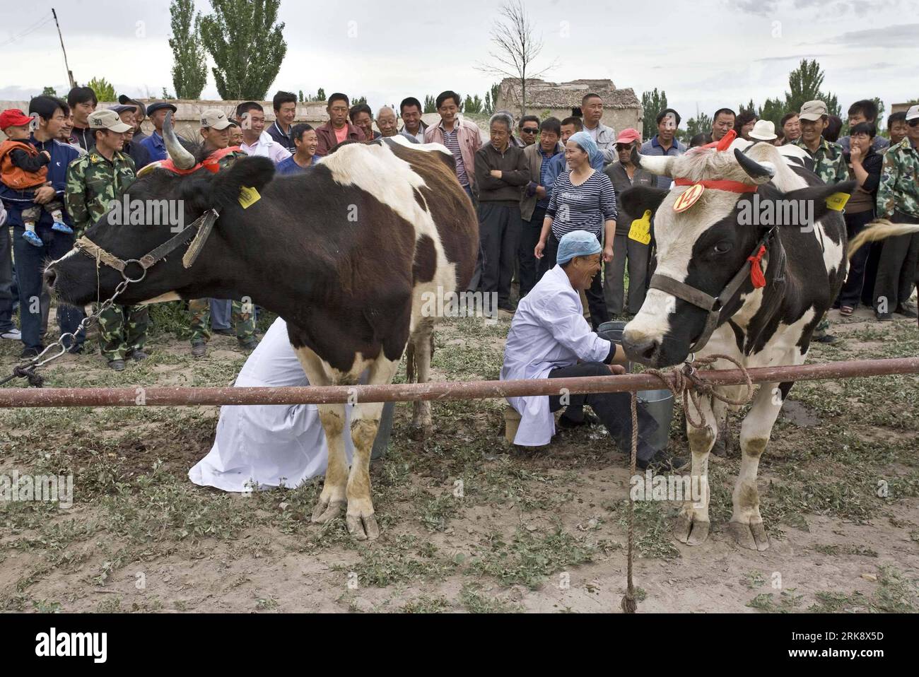 Bildnummer: 54081274  Datum: 27.05.2010  Copyright: imago/Xinhua (100527) -- QAPQAL(XINJIANG), May 27, 2010 (Xinhua) -- Farmers take part in a milking contest held in Aixinsheri Township of Xibe Autonomous County of Qapqal, northwest China s Xinjiang Uygur Autonomous Region, May 27, 2010. Farmers took their cows to compete in the milking contest on Thursday. The fast-growing cow breeding industry of Aixinsheri in recent years became an important source of income increase for local farmers. (Xinhua/Liu Chenggang) (zgp) (5)CHINA-QAPQAL-MILKING CONTEST (CN) PUBLICATIONxNOTxINxCHN Wirtschaft Landw Stock Photo