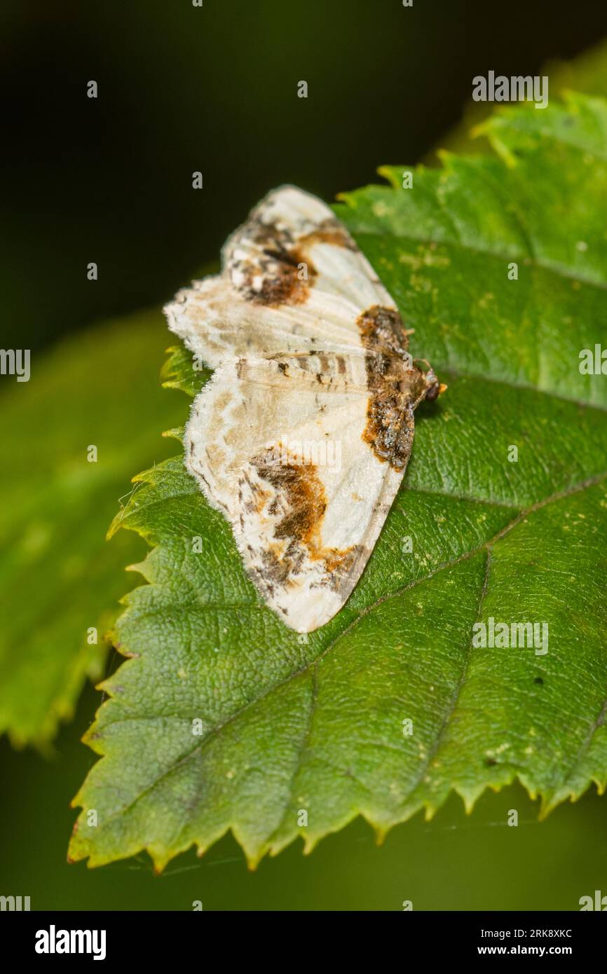 Ligdia adustata, a scorched carpet moth, resting on a wet leaf early in the morning. Stock Photo