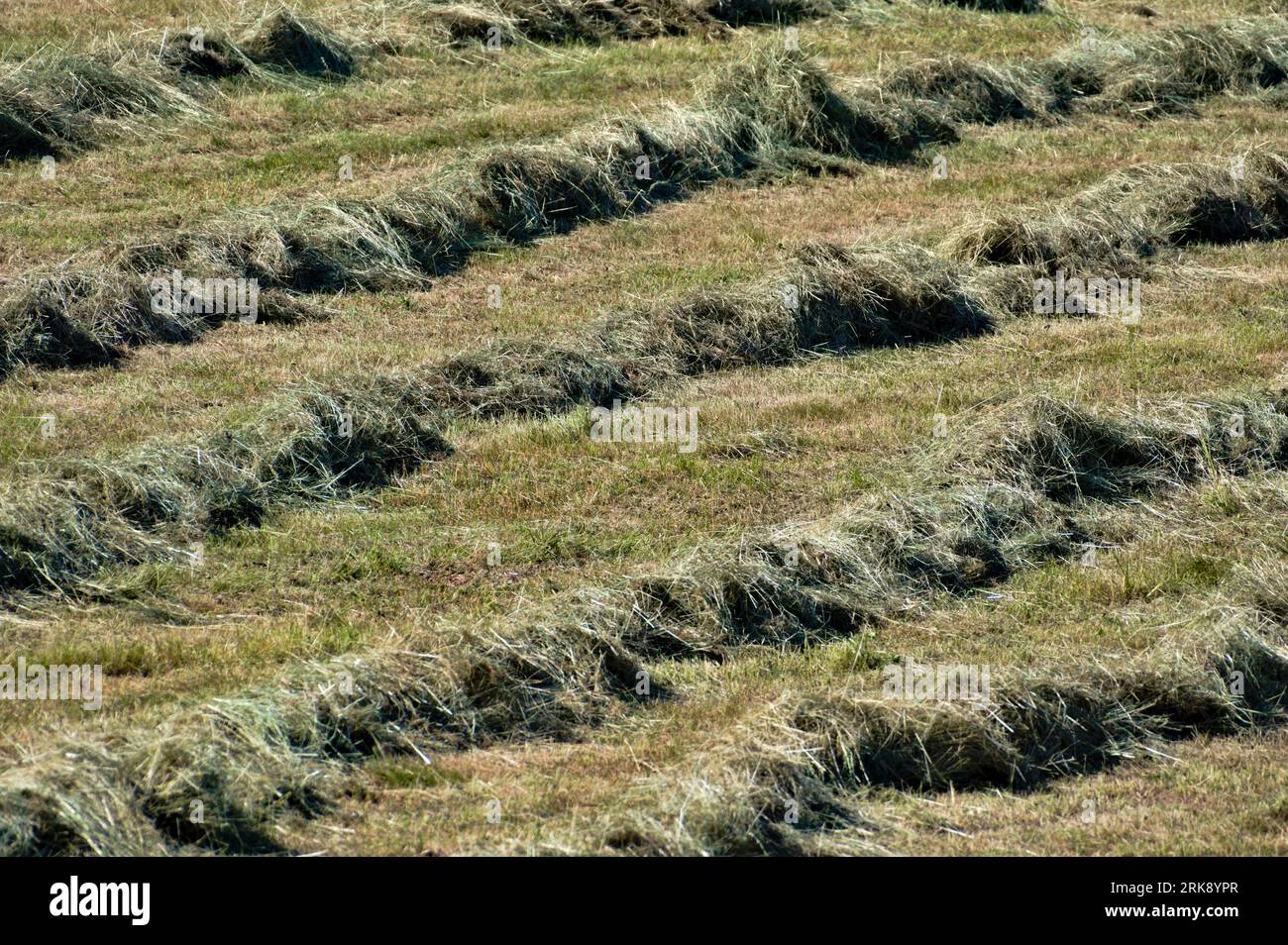 Harvesting time. Abstract photography of lines of hay and dry grass