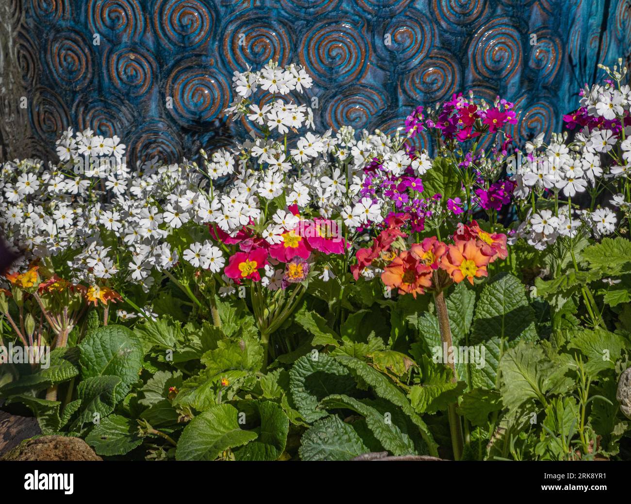 Primulas and Polyanthus growing around the base of a plant pot Stock Photo