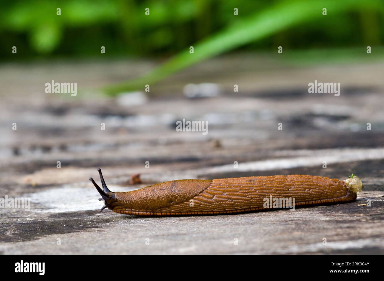 Arion Vulgaris aka Spanish slug. The most Invading animal in Europe and the biggest enemy of every gardener. Czech republic nature. Stock Photo