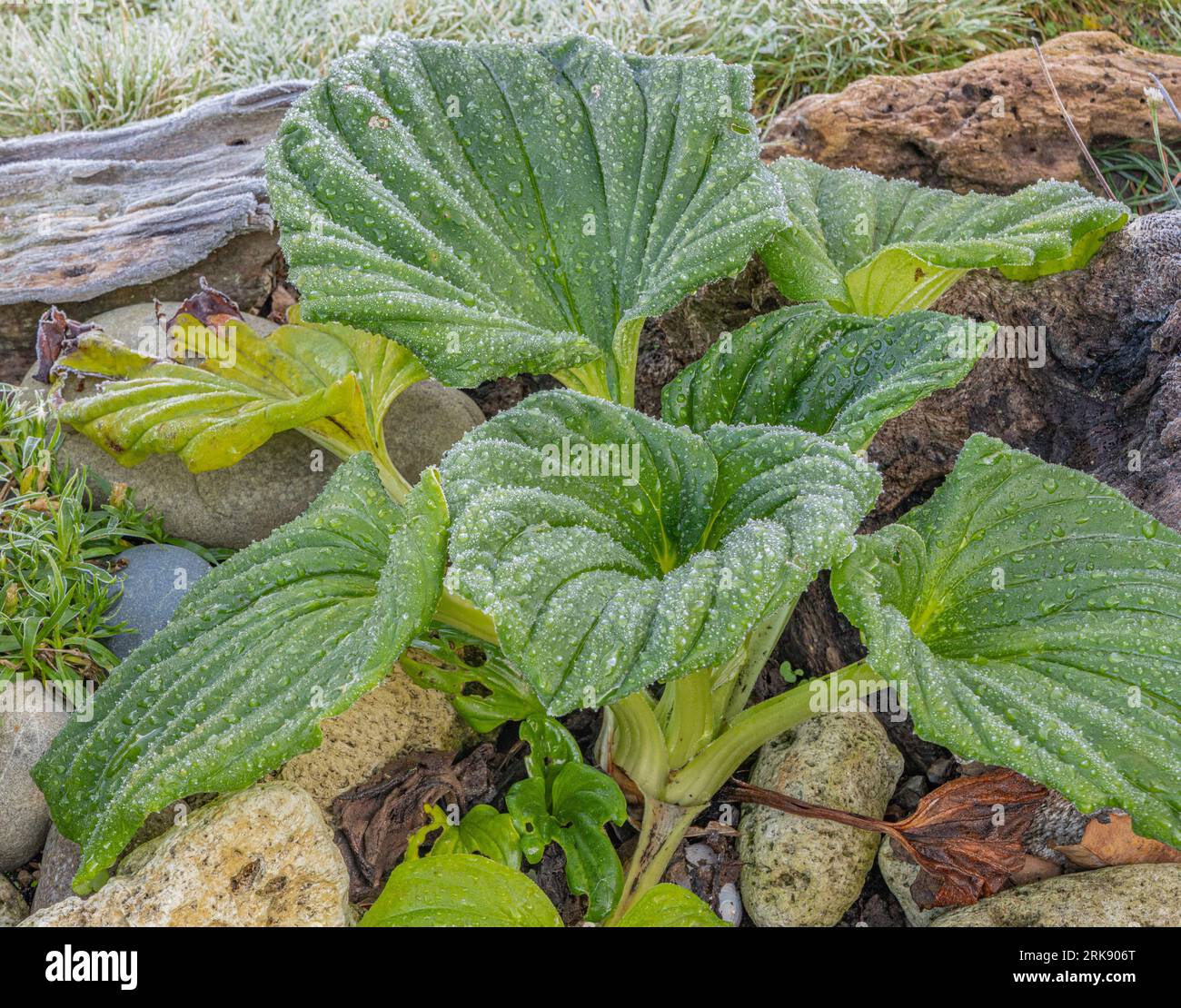 Frost Covered Chatham Island Forget Me Not Leaves Stock Photo