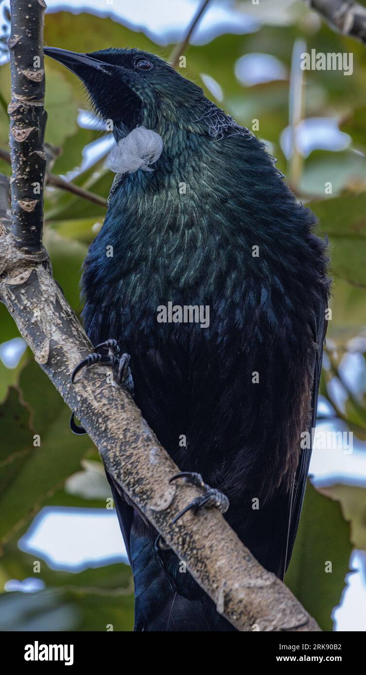 Winter Tui Seen From Below Stock Photo