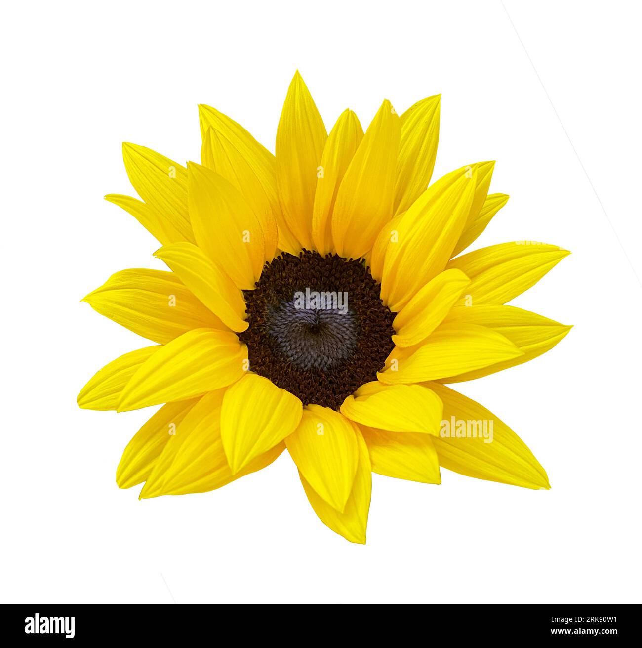 Sunflower flower isloted on a white background. Object with clipping path. Stock Photo