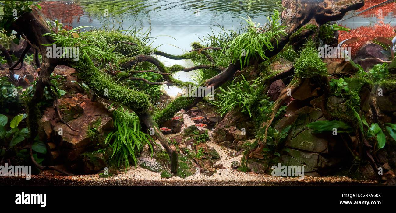 Beautiful freshwater aquarium. Aquascape with tropical underwater plants, Frodo stones and redmoor roots covered by java moss and a school of tetra fish. Isolated view.  Stock Photo