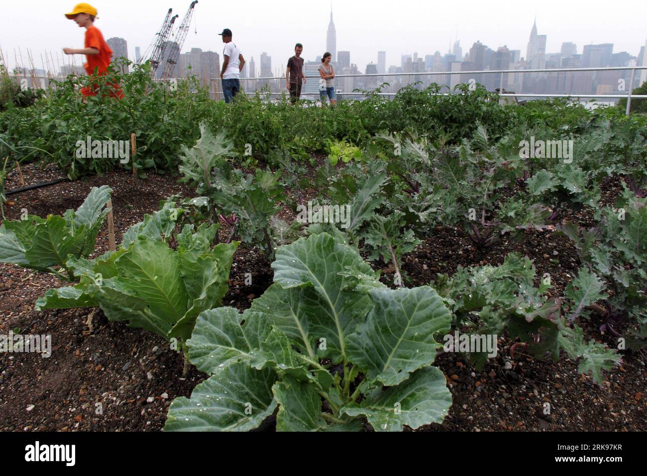 Brooklyn eagle street rooftop farm hi-res stock photography and