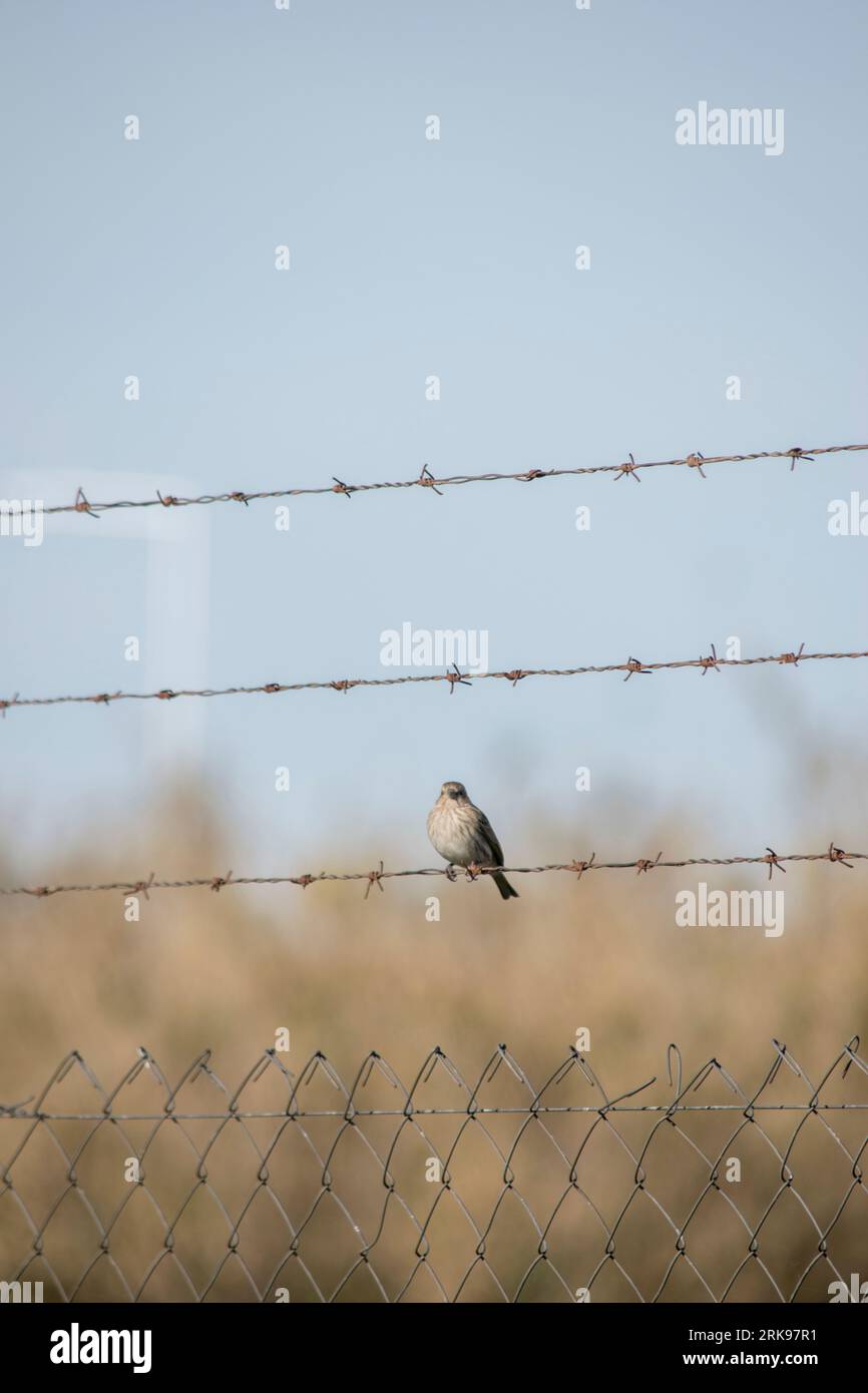 sparrow perched on barbed wire Stock Photo