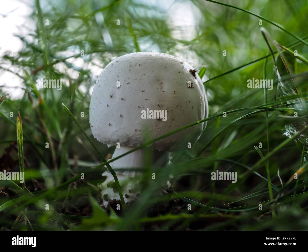 Tuberous mushroom in natural habitat,Agaricus silvicola,Edible mushroom,tasty,anise scent,white bell-shaped young mushroom fruiting body close up on a Stock Photo