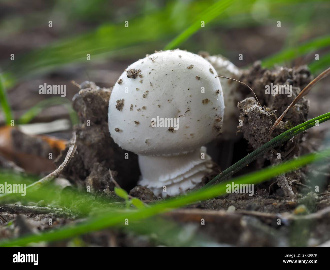 Tuberous mushroom in natural habitat,Agaricus silvicola,Edible mushroom,tasty,anise scent,white bell-shaped young mushroom fruiting body close up on a Stock Photo