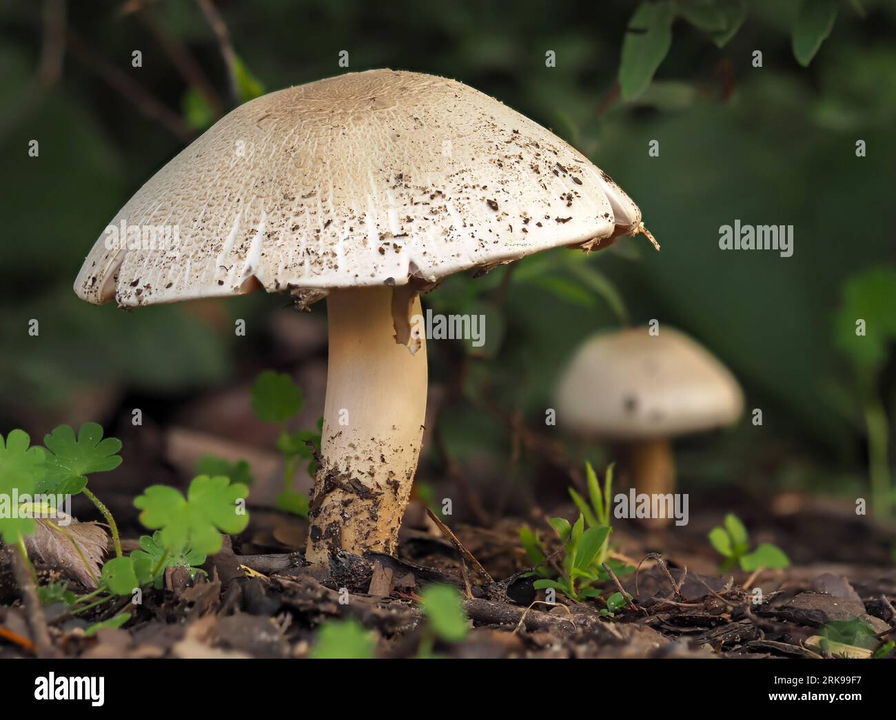 Tuberous mushroom in natural habitat, Agaricus silvicola, edible