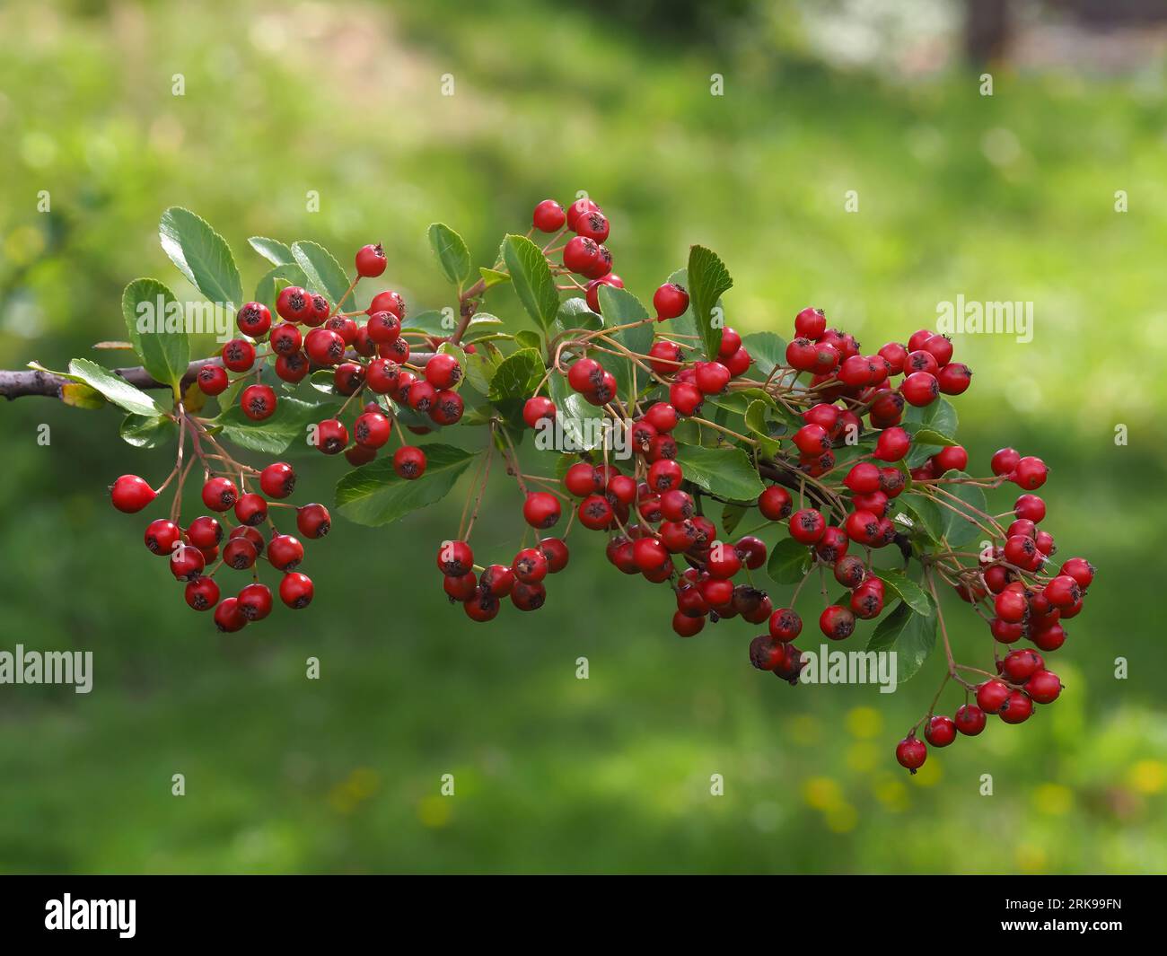 scarlet firefly,Pyracantha coccinea, a deciduous shrub of the Rosaceae family, a thorny evergreen with red ornamental fruits in a natural habitat on a Stock Photo