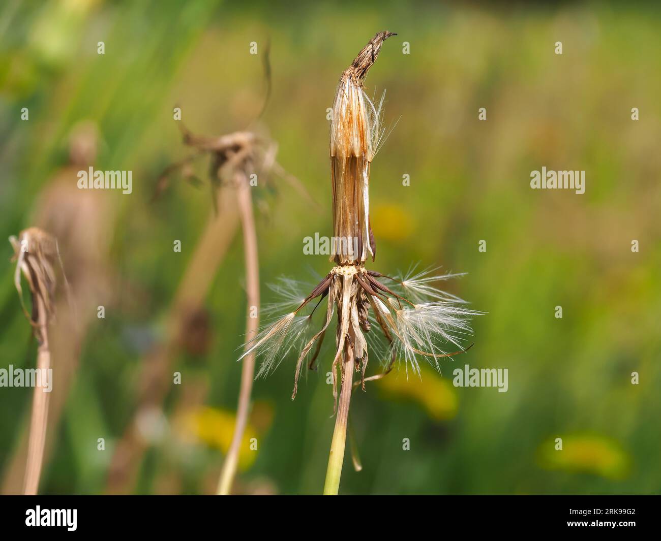 Taraxacum officinale, dandelion, ripe fruit, seeds of a flowering plant close-up on a blurred grass background, background, wallpaper Stock Photo