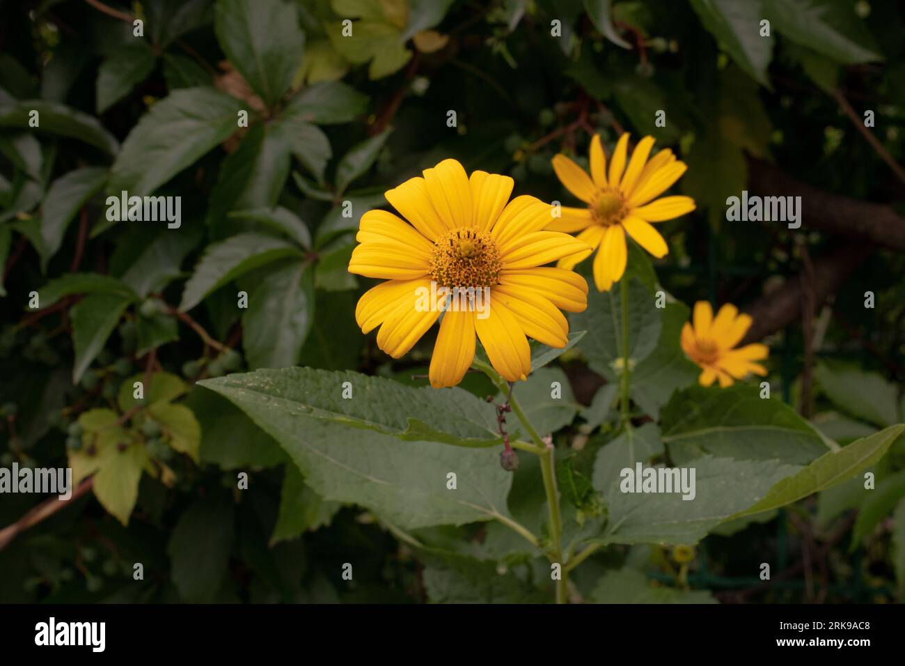 Yellow flowers on a green meadow in the summer. Yellow flowers background  Stock Photo - Alamy, image size:1300x956
