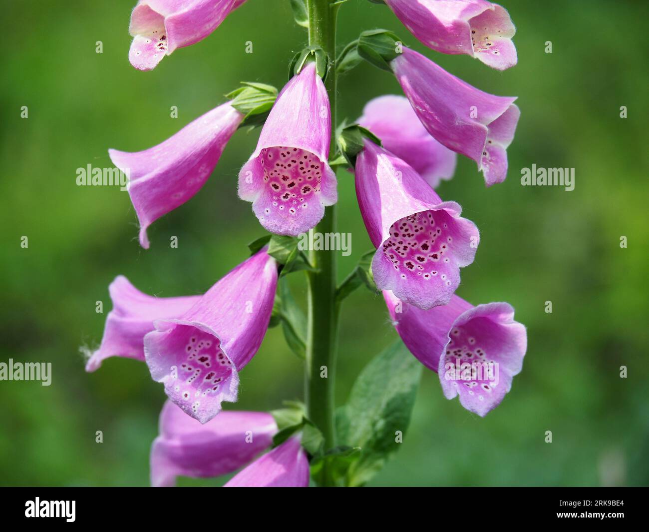 foxglove, Roter Fingerhut, Digitale purpurea, piros gyűszűvirág, Hungary, Magyarország, Europe Stock Photo