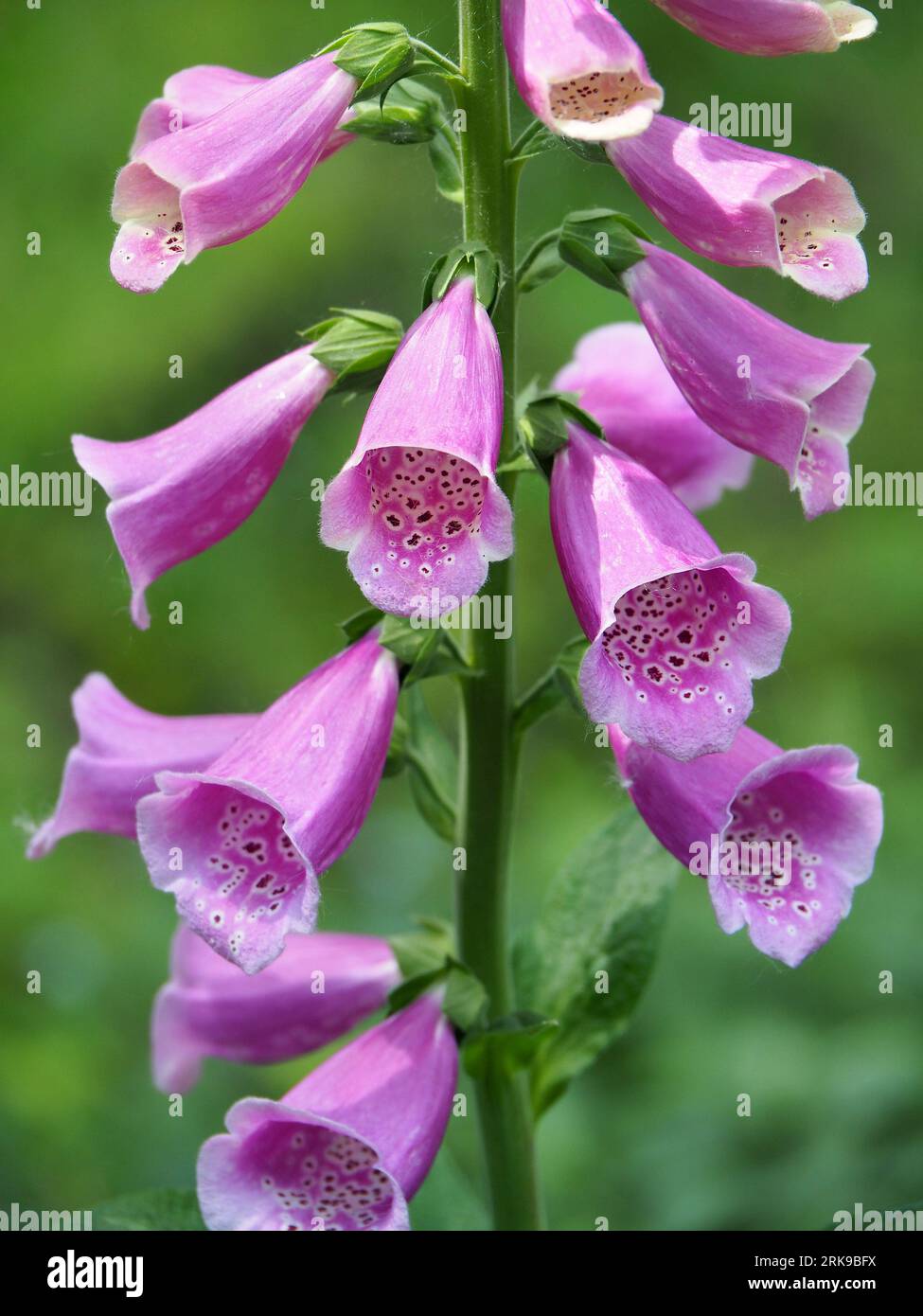 foxglove, Roter Fingerhut, Digitale purpurea, piros gyűszűvirág, Hungary, Magyarország, Europe Stock Photo