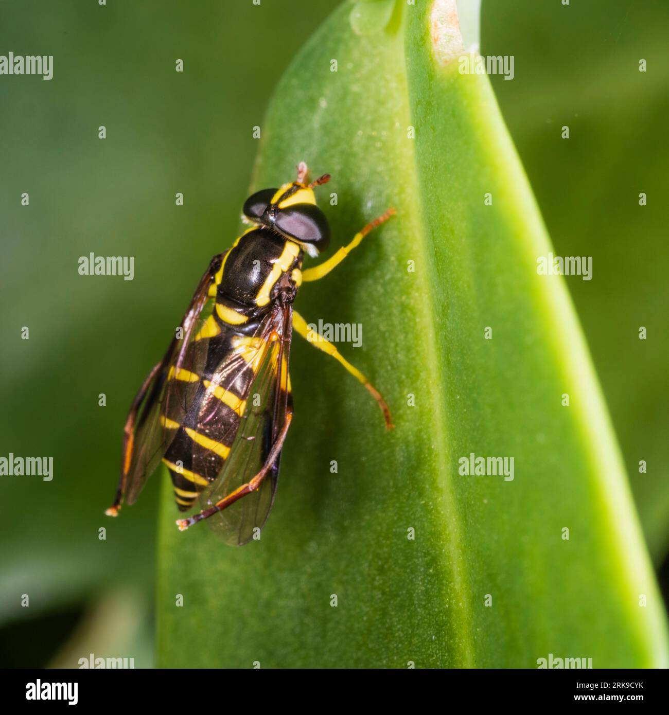Adult female Xanthogramma pedissequum, superb ant-hill hoverfly, resting in a Devon, UK garden Stock Photo