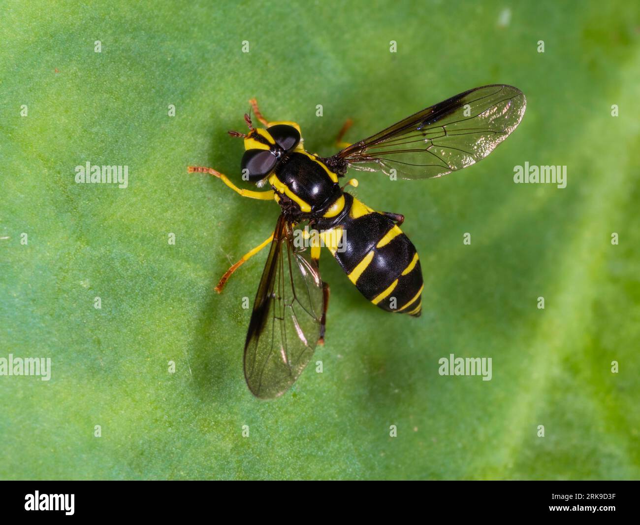 Adult female Xanthogramma pedissequum, superb ant-hill hoverfly, resting in a Devon, UK garden Stock Photo