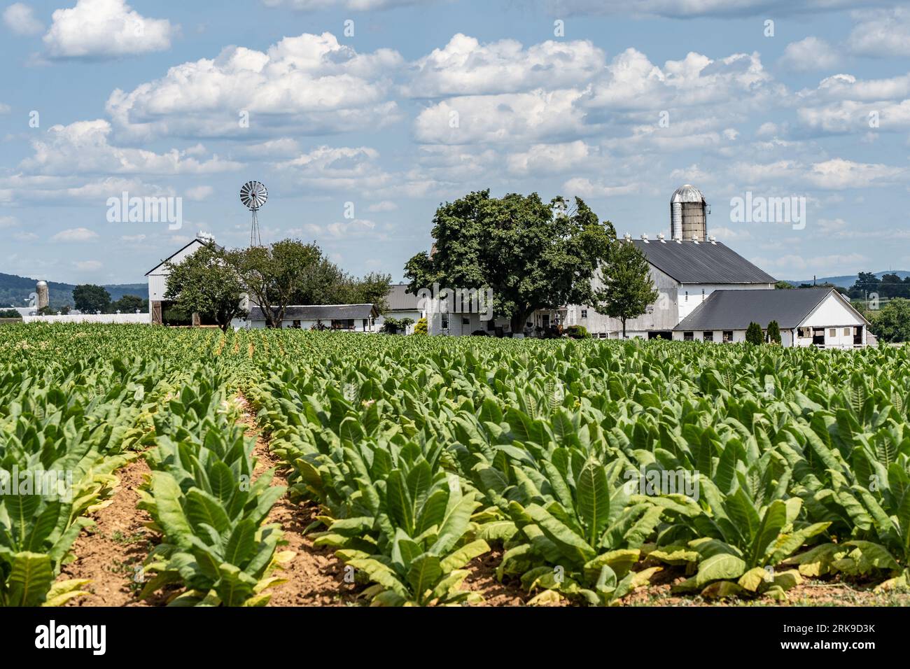 Tobacco drying on an Amish farm in Lancaster County, Pennsylvania Stock Photo