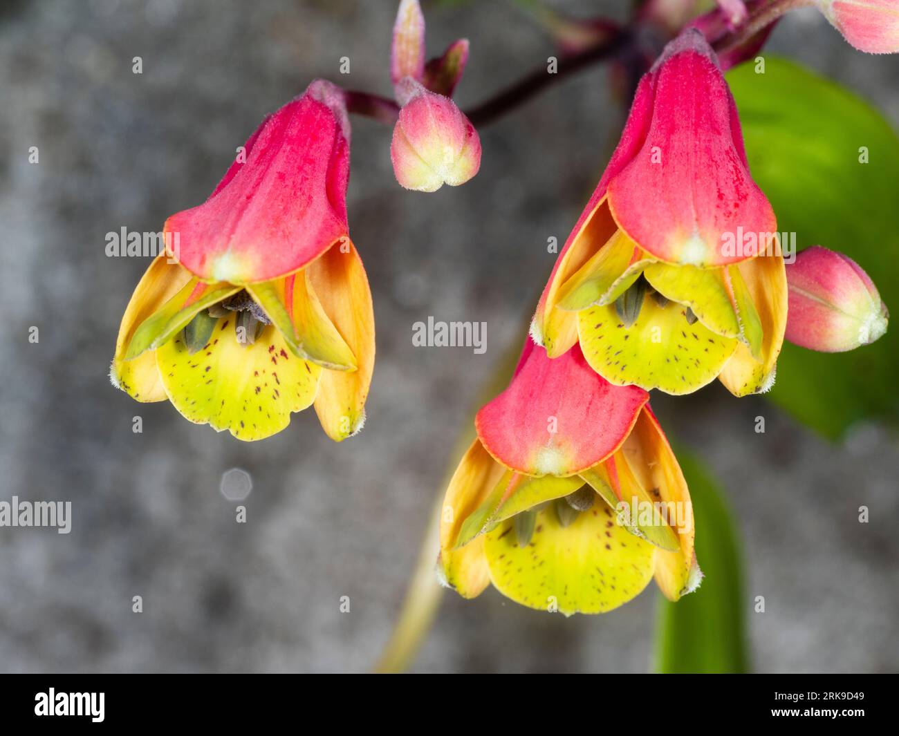 Red and yellow flowers of the half hardy climbing alstroemeria, Bomarea edulis Stock Photo