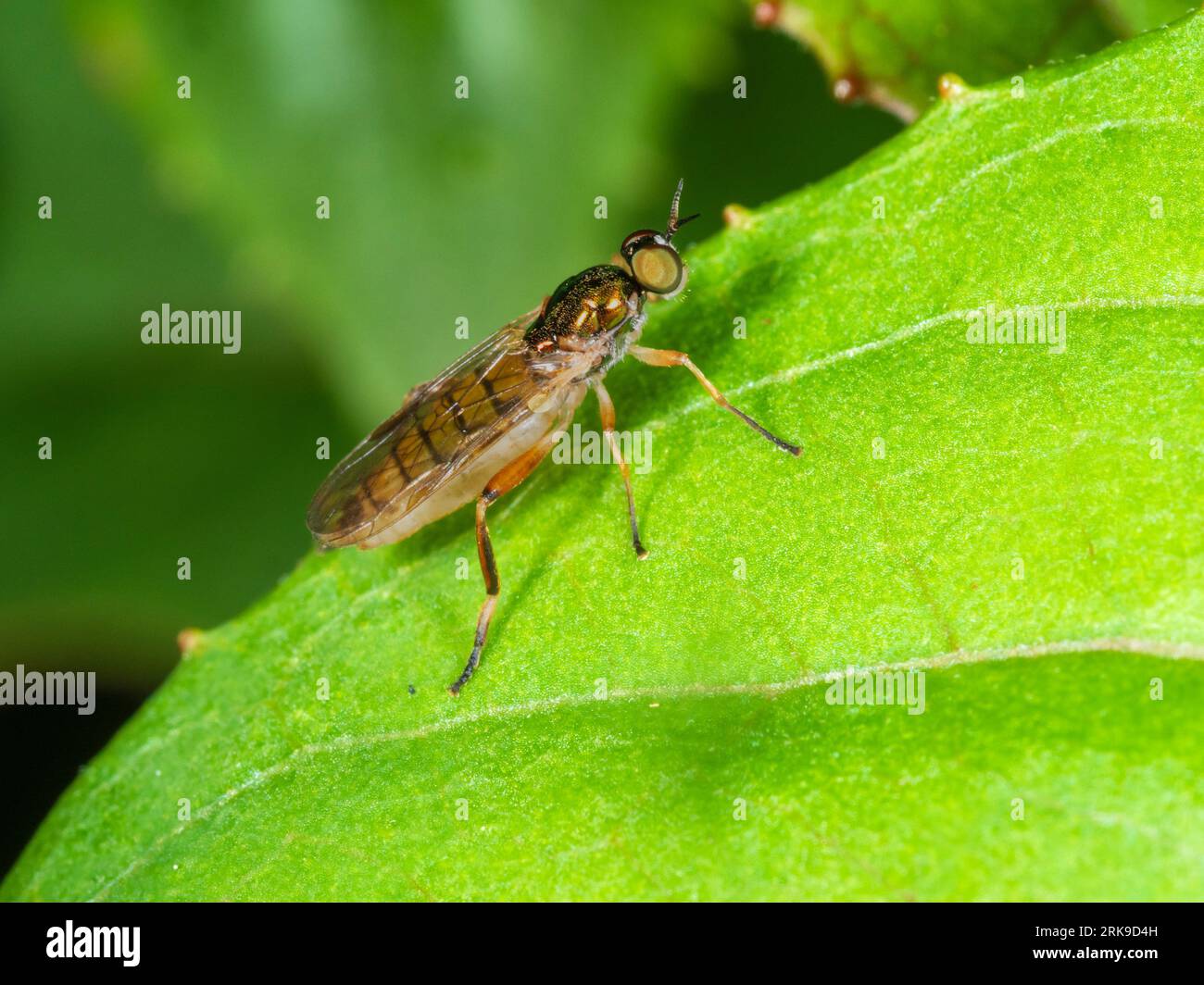 Adult female of the bright four-spined legionnaire soldier fly, Chorisops nagatomii, in a Devon, UK garden Stock Photo