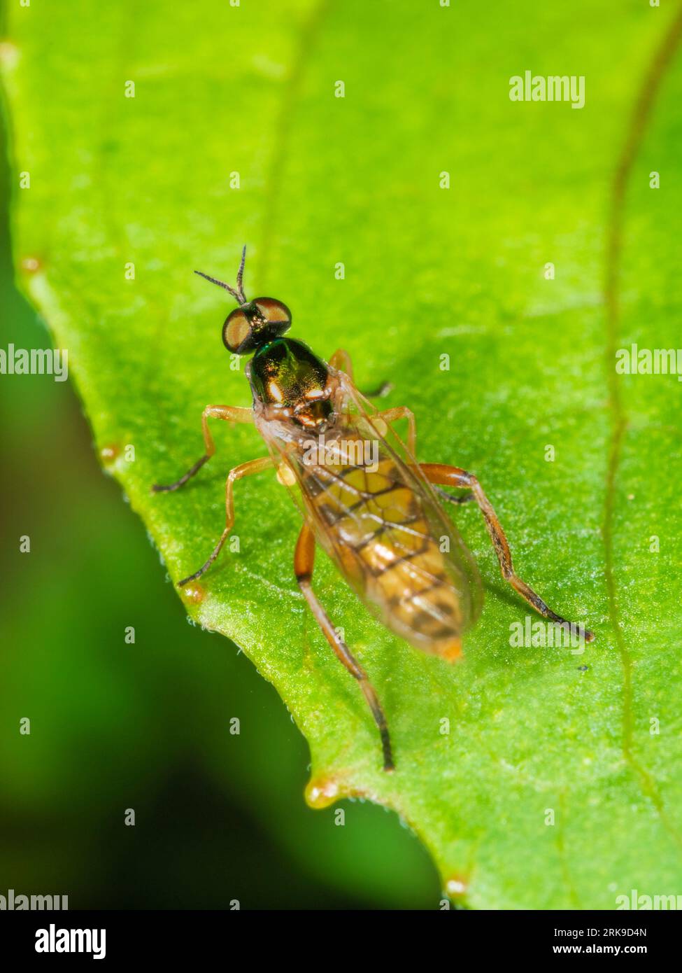 Adult female of the bright four-spined legionnaire soldier fly, Chorisops nagatomii, in a Devon, UK garden Stock Photo