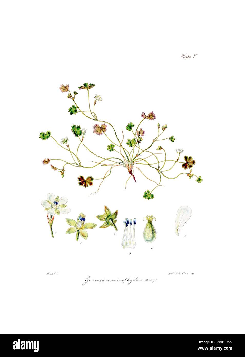 Geranium microphyllum 1 June 1844 by Walter Hood Fitch Stock Photo