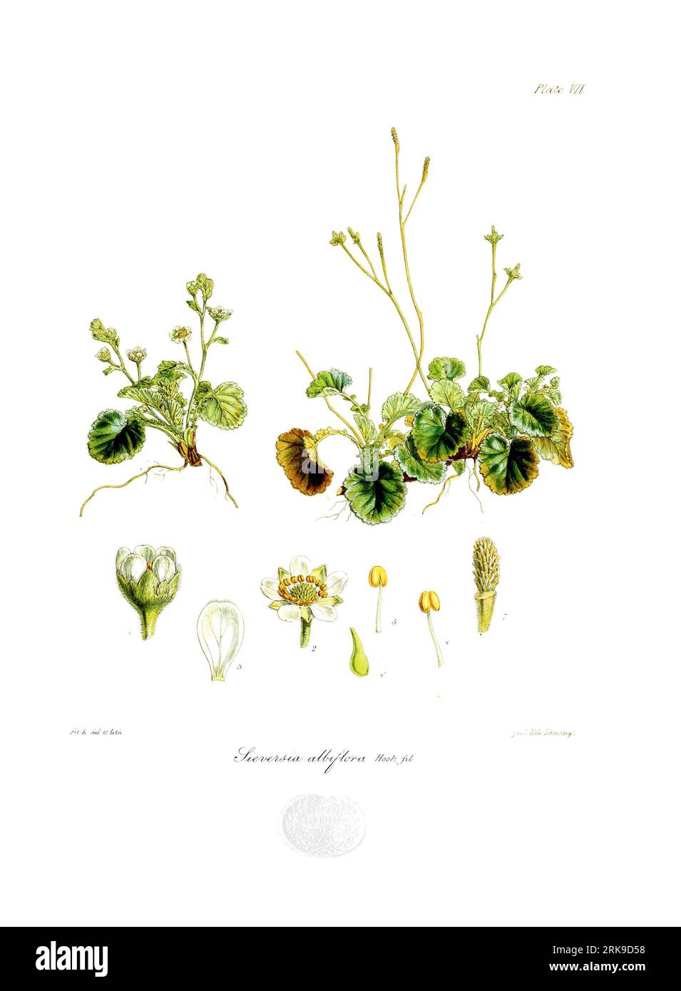 Sieversia albiflora 1 June 1844 by Walter Hood Fitch Stock Photo