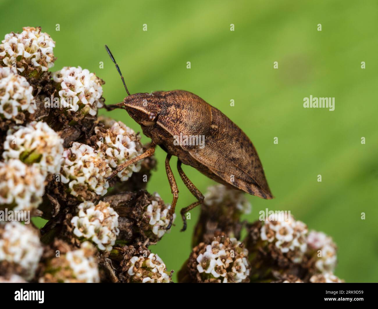UK tortoise shield bug, Eurygaster testudinaria, on the umbel of yarrow, Achillea millefolium Stock Photo