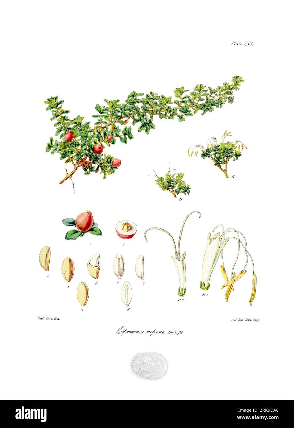 Coprosma repens 4 July 1844 by Walter Hood Fitch Stock Photo