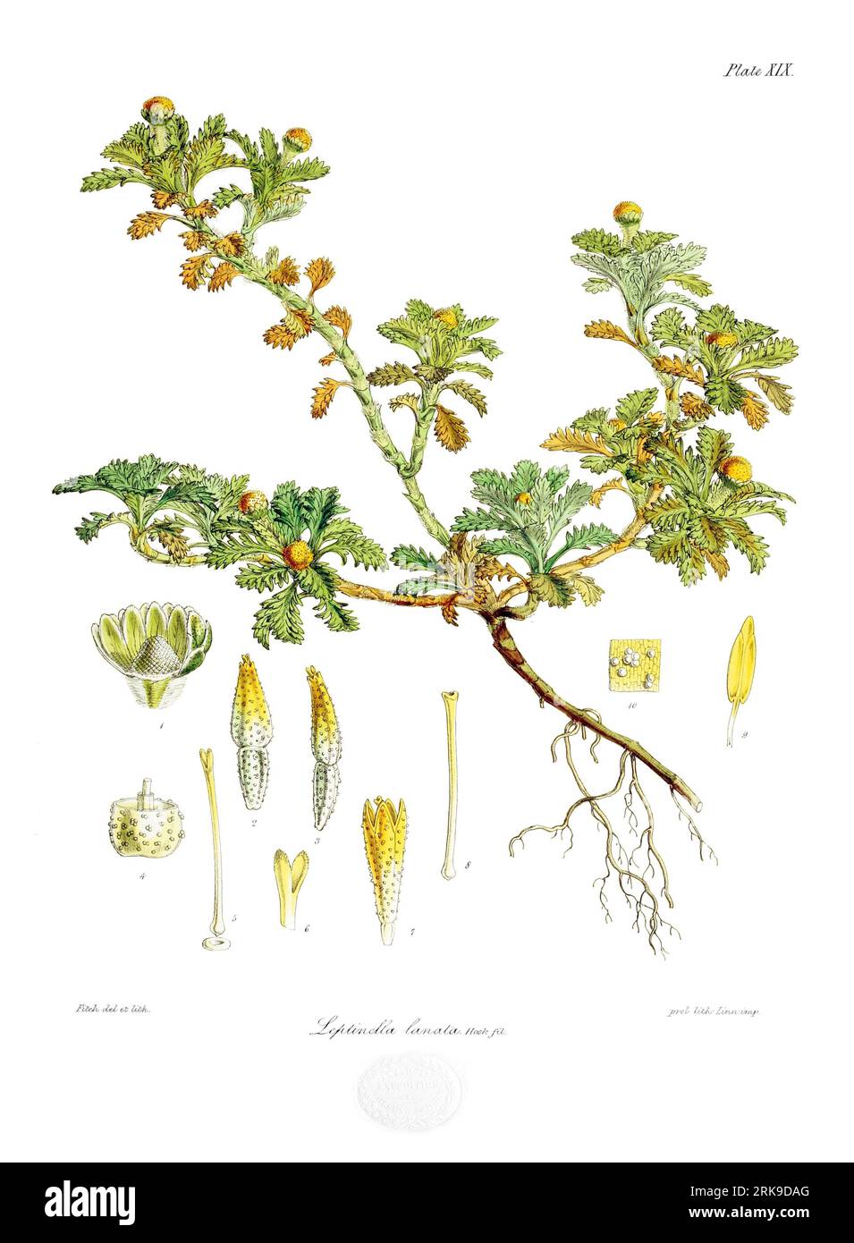 Leptinella lanata 4 July 1844 by Walter Hood Fitch Stock Photo