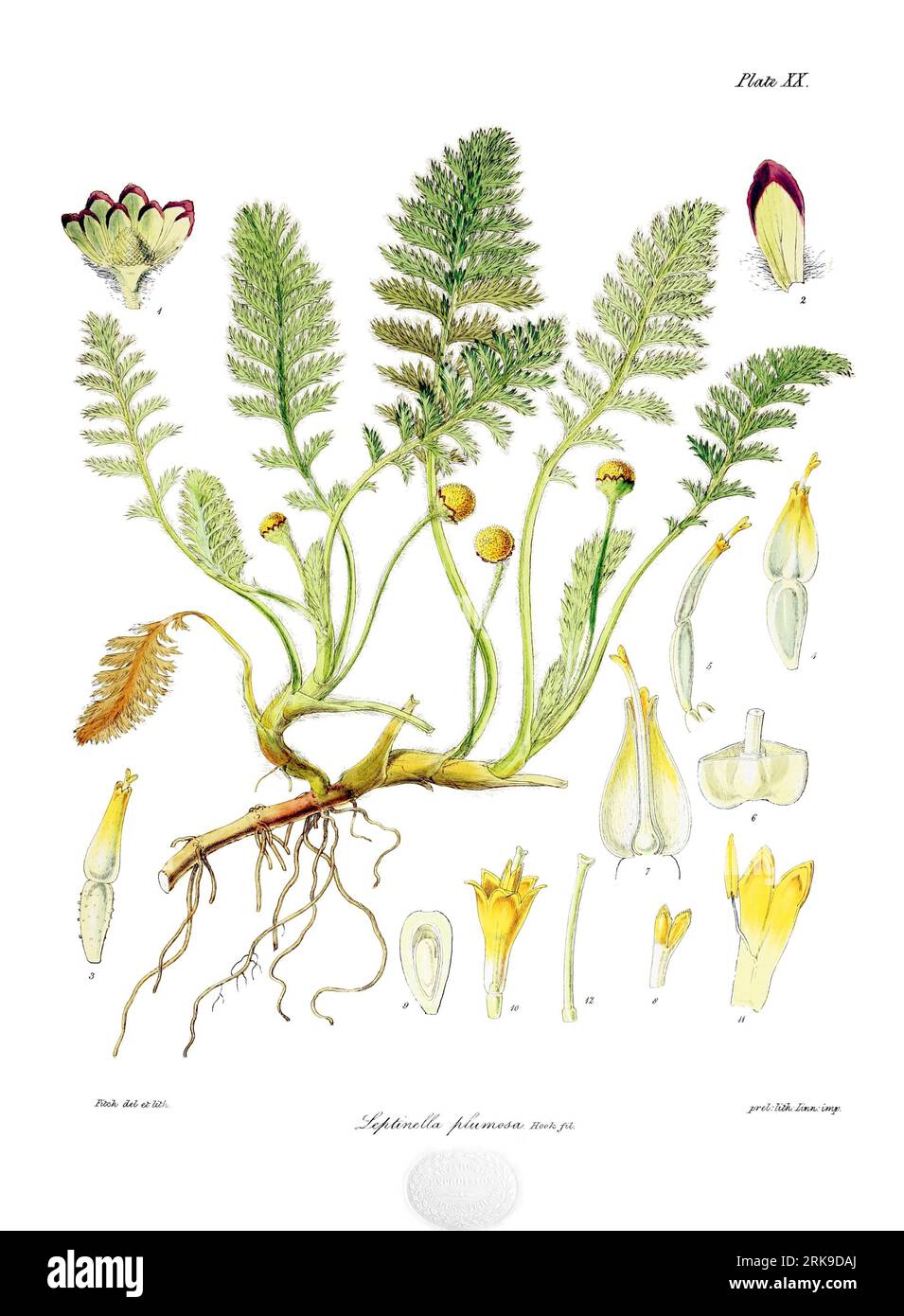 Leptinella plumosa 4 July 1844 by Walter Hood Fitch Stock Photo