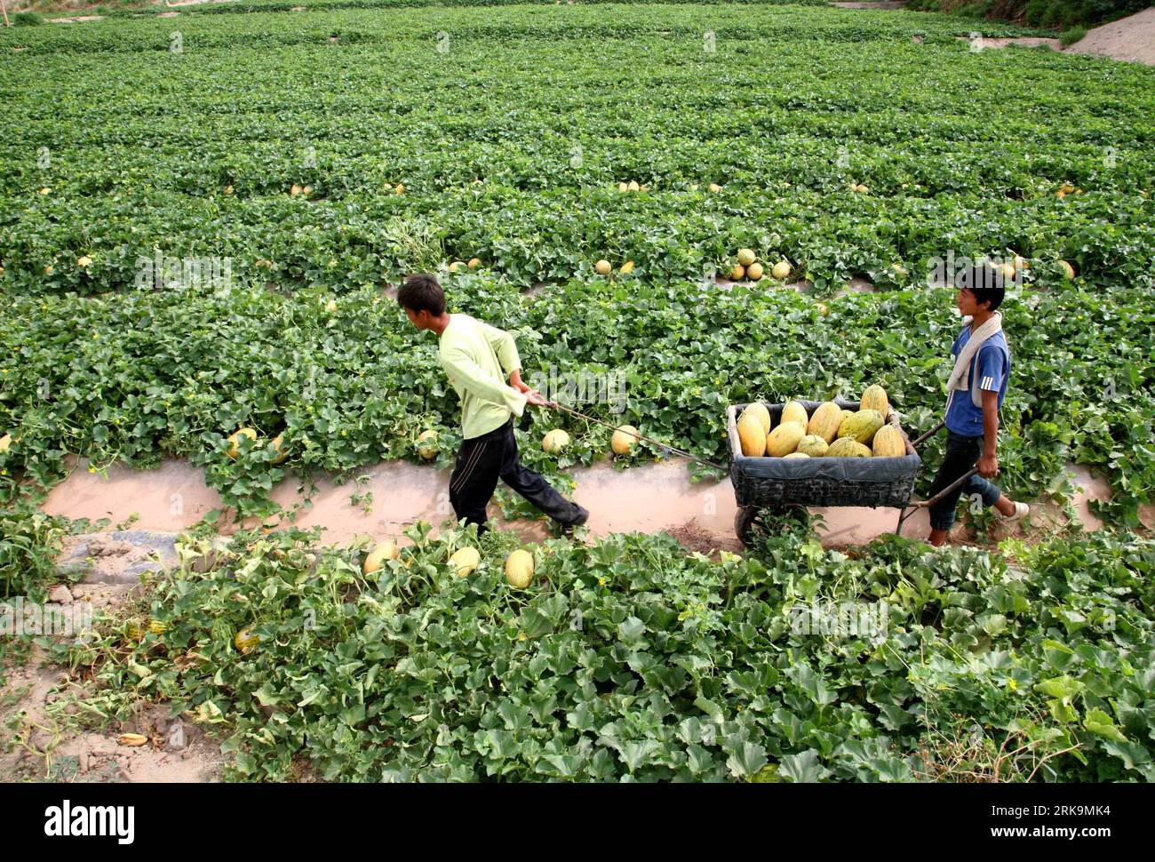 Bildnummer: 54212997  Datum: 06.07.2010  Copyright: imago/Xinhua (100707) -- HAMI, July 7, 2010 (Xinhua) -- Farmers harvest Hami melons, a popular cantaloupe in Xinjiang,at Nanhu Township in Hami, northwest China s Xinjiang Uygur Autonomous Region, July 6, 2010. (Xinhua/Cai Zengle) (wqq) (CN) PUBLICATIONxNOTxINxCHN Gesellschaft Wirtschaft Landwirtschaft Arbeitswelten Bauern Feldarbeit Ernte Land und Leute kbdig xdp 2010 quer o0 Melone Melonen Melonenernte    Bildnummer 54212997 Date 06 07 2010 Copyright Imago XINHUA  Hami July 7 2010 XINHUA Farmers Harvest Hami melons a Popular Cantaloupe in X Stock Photo