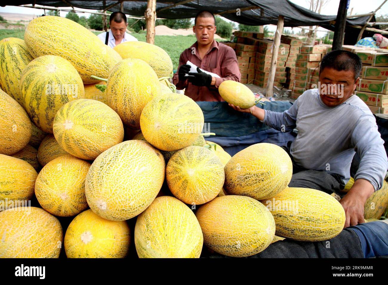 Bildnummer: 54212999  Datum: 06.07.2010  Copyright: imago/Xinhua (100707) -- HAMI, July 7, 2010 (Xinhua) -- Farmers harvest Hami melons, a popular cantaloupe in Xinjiang,at Nanhu Township in Hami, northwest China s Xinjiang Uygur Autonomous Region, July 6, 2010. . (Xinhua/Cai Zengle) (wqq) (CN) PUBLICATIONxNOTxINxCHN Gesellschaft Wirtschaft Landwirtschaft Arbeitswelten Bauern Feldarbeit Ernte Land und Leute kbdig xdp 2010 quer o0 Melone Melonen Melonenernte    Bildnummer 54212999 Date 06 07 2010 Copyright Imago XINHUA  Hami July 7 2010 XINHUA Farmers Harvest Hami melons a Popular Cantaloupe in Stock Photo