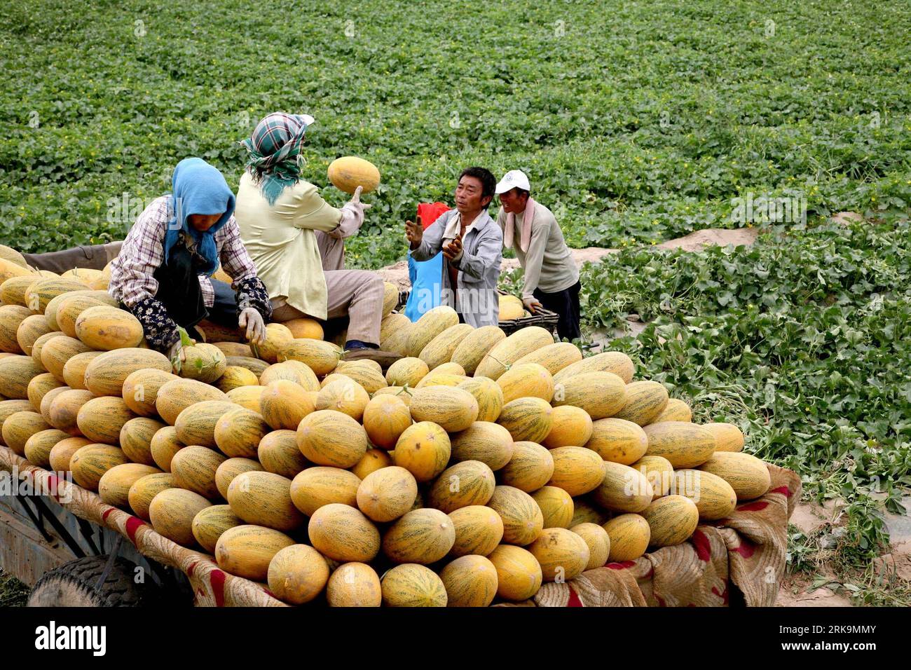 Bildnummer: 54212998  Datum: 06.07.2010  Copyright: imago/Xinhua (100707) -- HAMI, July 7, 2010 (Xinhua) -- Farmers harvest Hami melons, a popular cantaloupe in Xinjiang, at Nanhu Township in Hami, northwest China s Xinjiang Uygur Autonomous Region, July 6, 2010. (Xinhua/Cai Zengle) (wqq) (CN) PUBLICATIONxNOTxINxCHN Gesellschaft Wirtschaft Landwirtschaft Arbeitswelten Bauern Feldarbeit Ernte Land und Leute kbdig xdp 2010 quer o0 Melone Melonen Melonenernte    Bildnummer 54212998 Date 06 07 2010 Copyright Imago XINHUA  Hami July 7 2010 XINHUA Farmers Harvest Hami melons a Popular Cantaloupe in Stock Photo