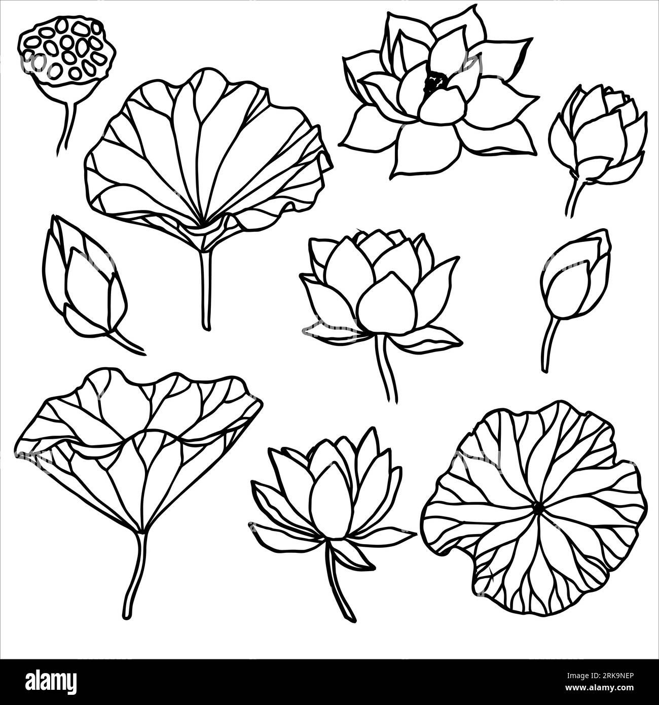 Set of vector hand drawn lotus flowers ans buds black line art ...