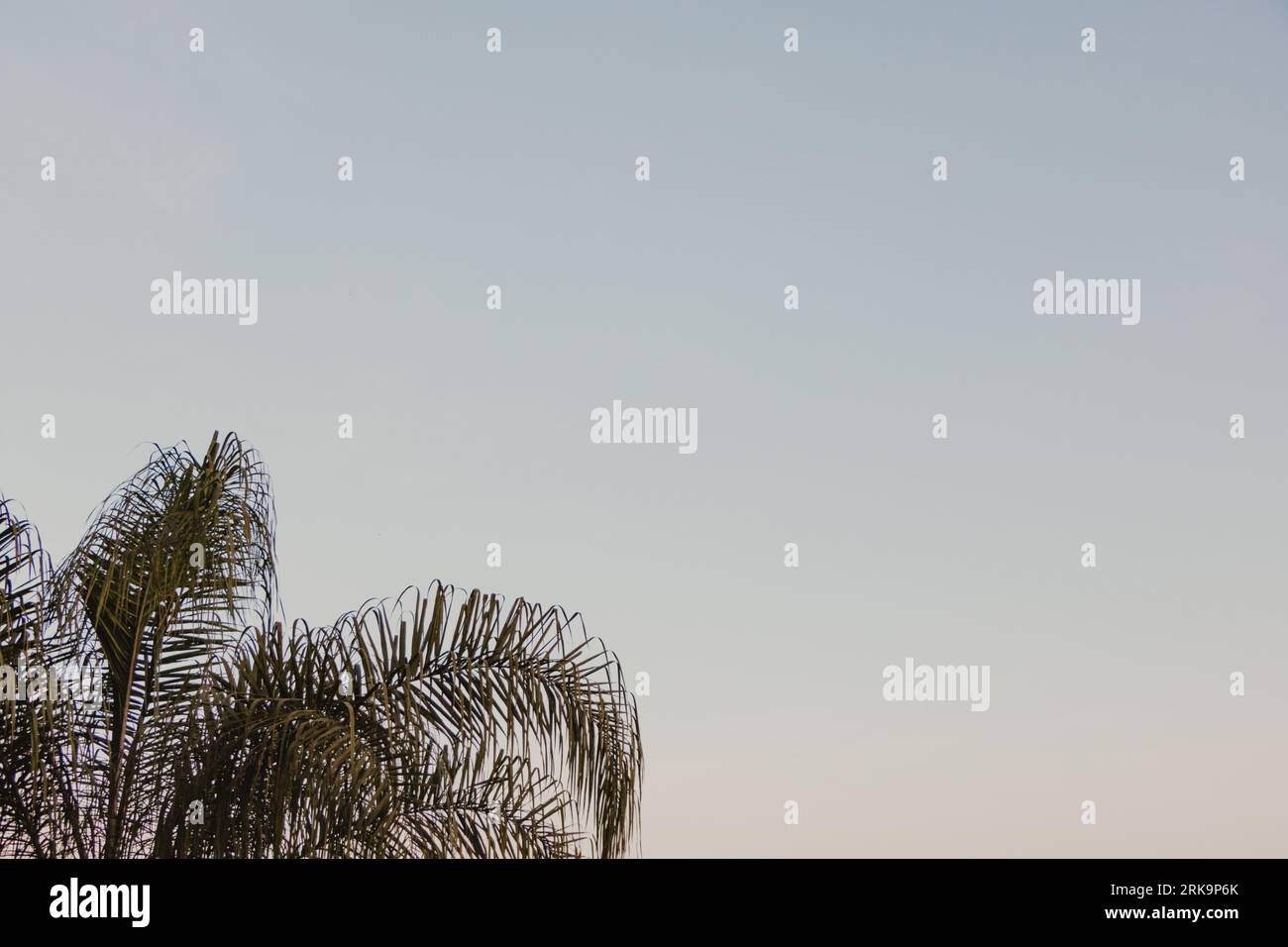 Palm tree leaves landscape hi-res stock photography and images - Alamy