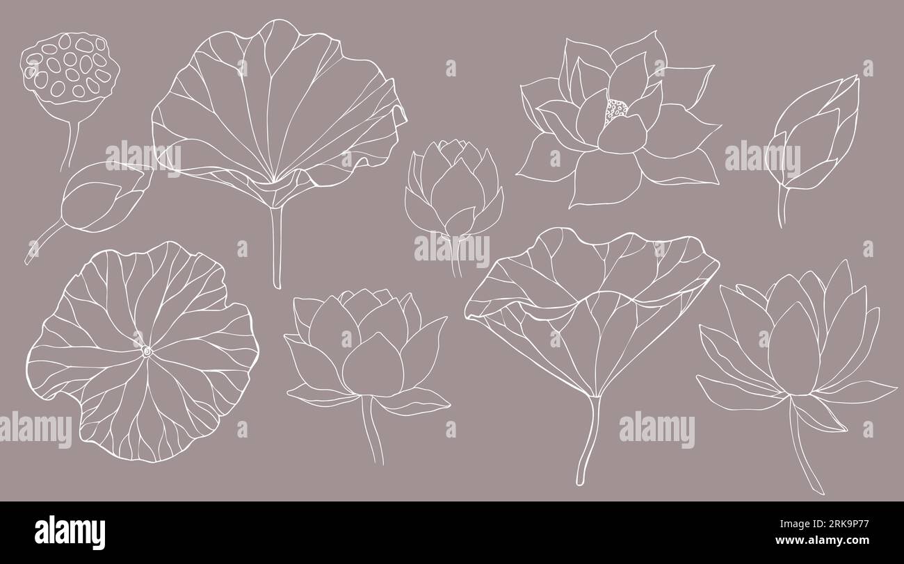 Set of vector hand drawn lotus flowers ans buds black line art ...