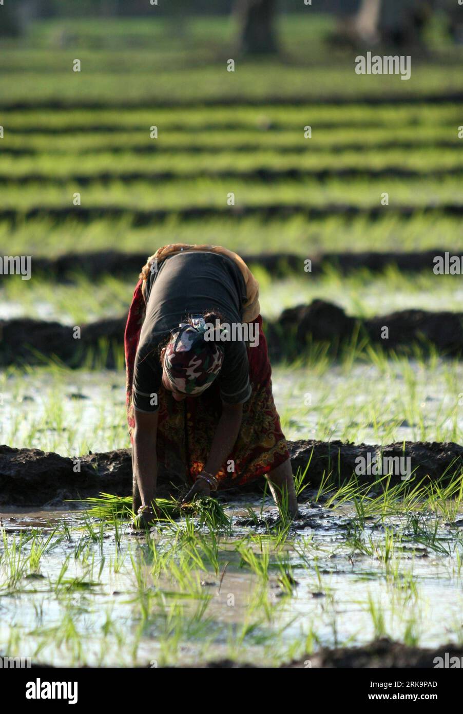 Gutam hi-res stock photography and images - Alamy