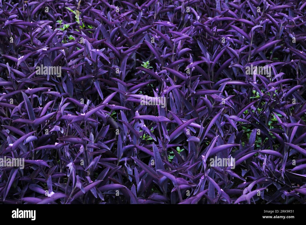 Tradescantia pallida named Purple Queen or Purple Heart nature background Stock Photo