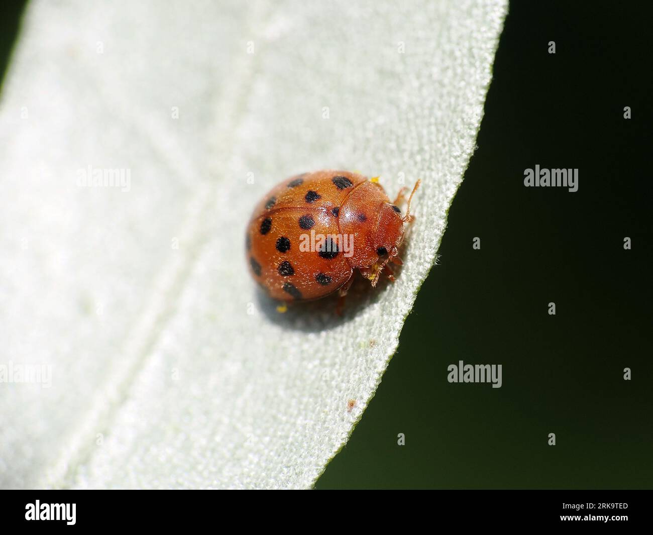 Coccinelle (marienkäfer) hi-res stock photography and images - Alamy