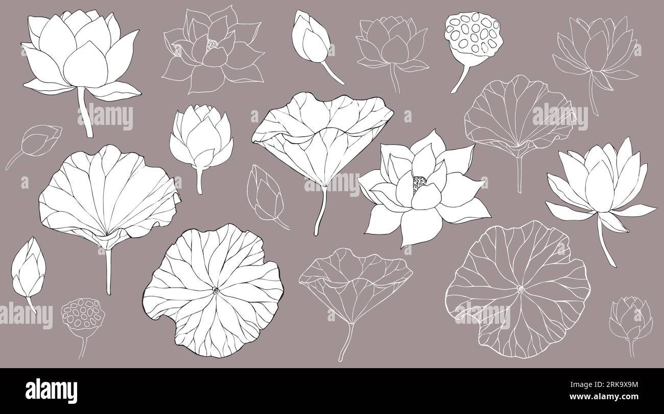 Set of vector hand drawn lotus leaves, flowers ans buds black line art ...