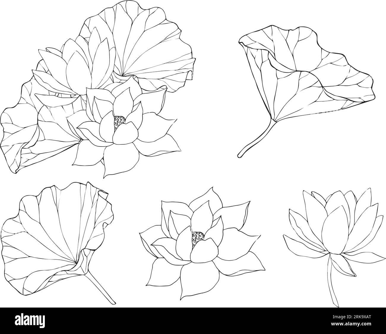 Composition with wind lotus flowers and leaves. hand drawn black line ...