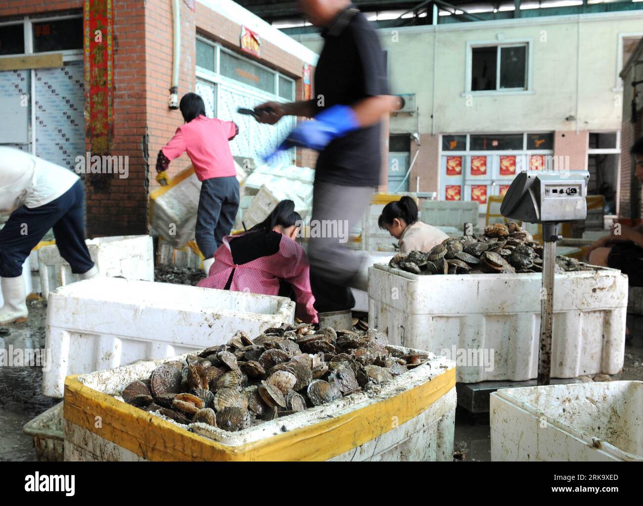 Bildnummer: 54242204  Datum: 20.07.2010  Copyright: imago/Xinhua (100720) -- DALIAN, July 20, 2010 (Xinhua) -- Workers in a seafood wholesale market are busy with the encasement of seafood in Dalian, a coastal city in northeast China s Liaoning Province, July 20, 2010. Seafood business remained unaffected despite the oil leakage caused by the oil pipeline explosion that happened on July 16, 2010. According to some seafood wholesalers, the sales were unaffected as the aquafarming zone was far away from the leakage. (Xinhua/Li Gang) (wxy) (1)CHINA-DALIAN-SEAFOOD BUSINESS (CN) PUBLICATIONxNOTxINx Stock Photo