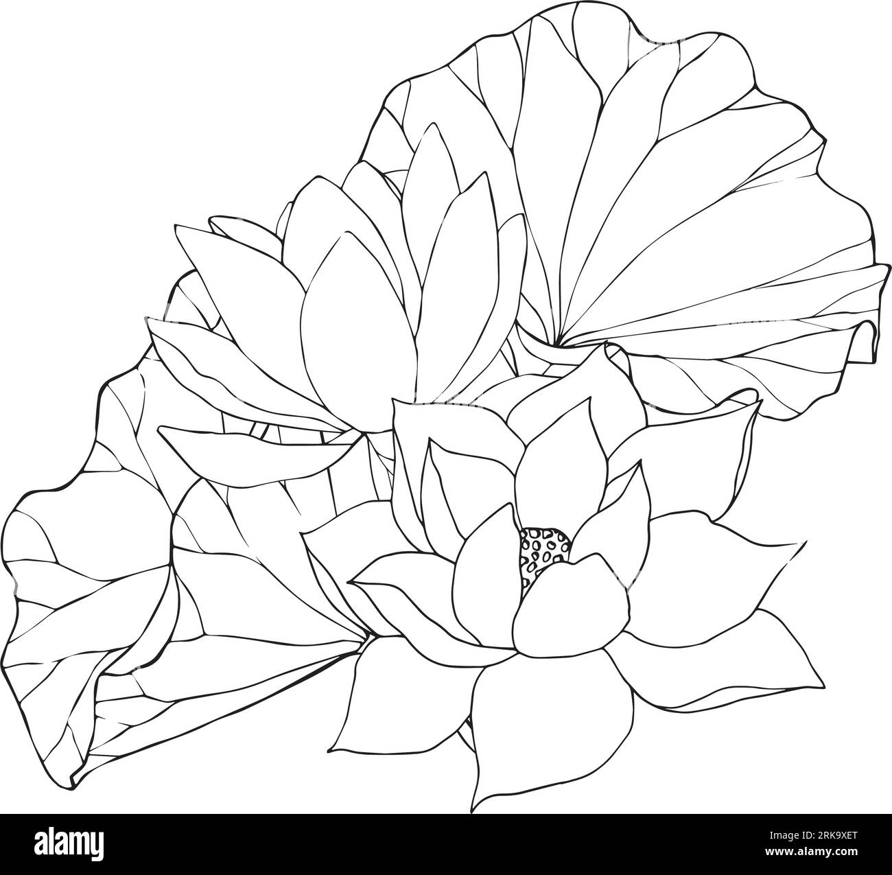 Composition with wind lotus flowers and leaves. hand drawn black line ...
