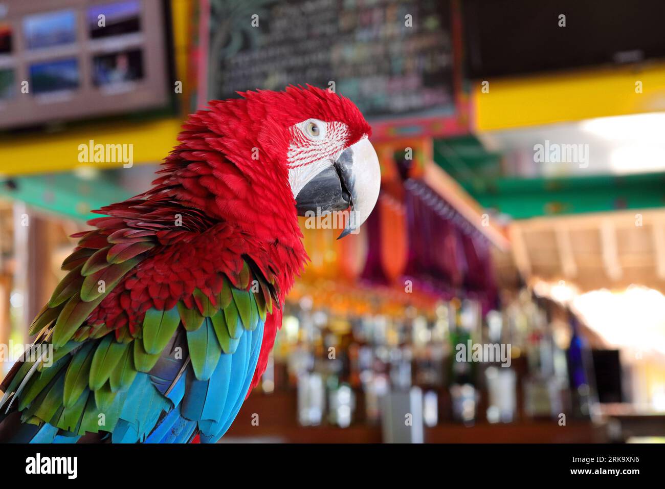Colorful turquoise and green feathers on parrot's wing, Key West, Florida,  USA Stock Photo - Alamy