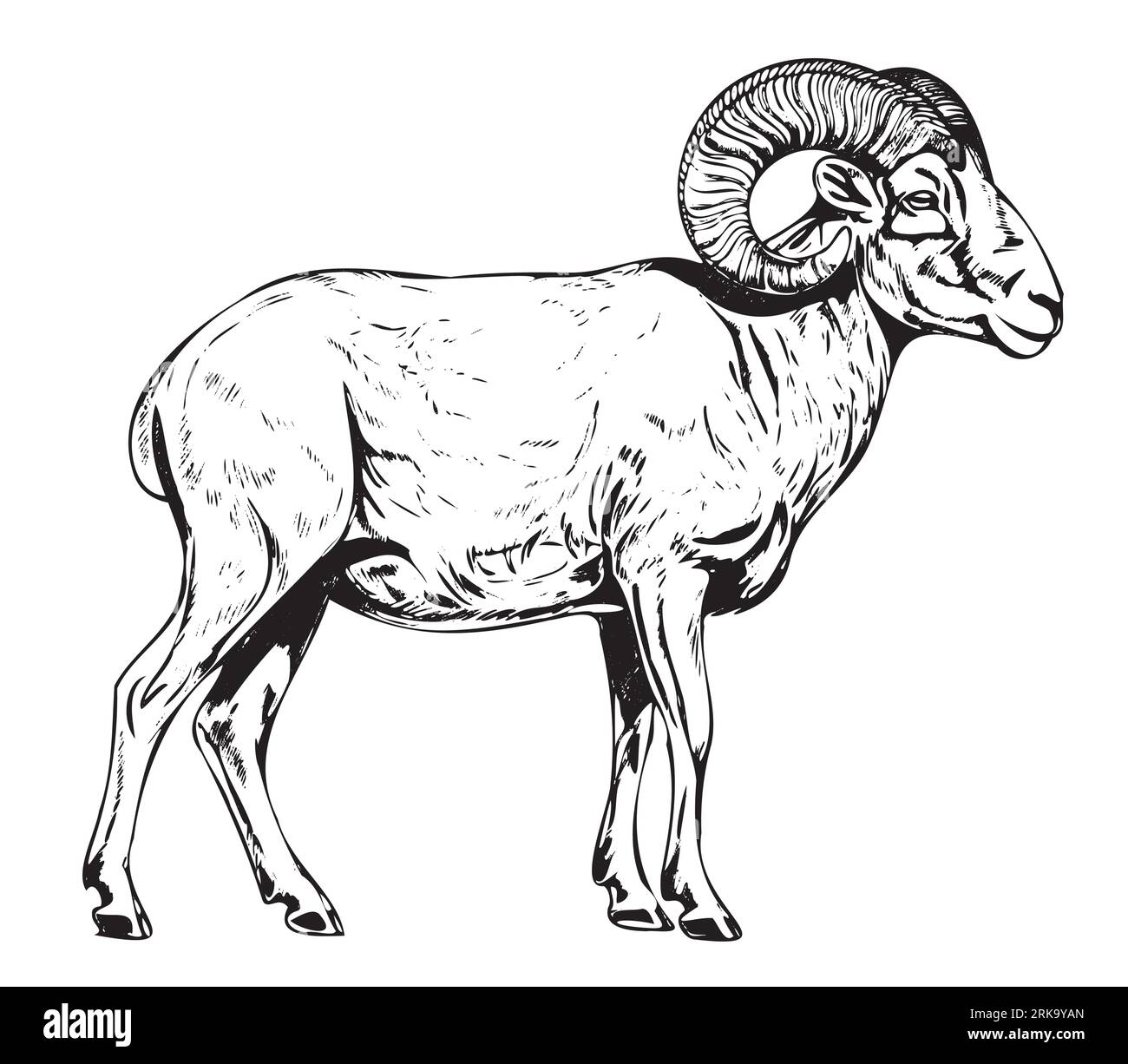 Ram Sheep farm side view hand drawn sketch illustration Cattle Stock