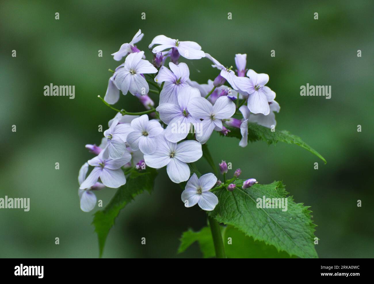 Rediva Lunaria rediviva in the forest hi-res stock photography and images - Alamy