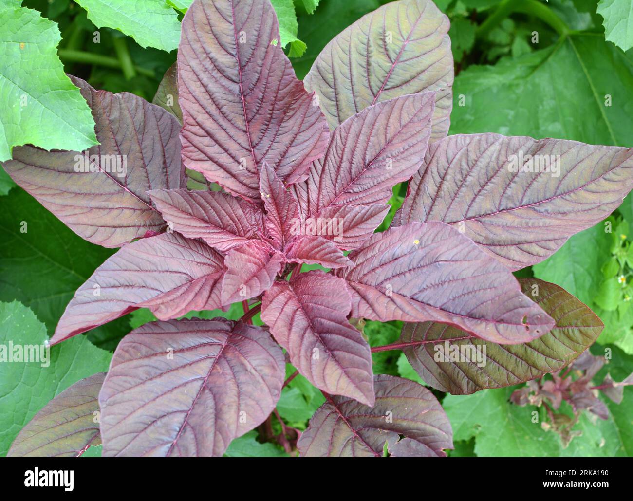 In the summer, amaranth blooms in the garden Stock Photo Alamy
