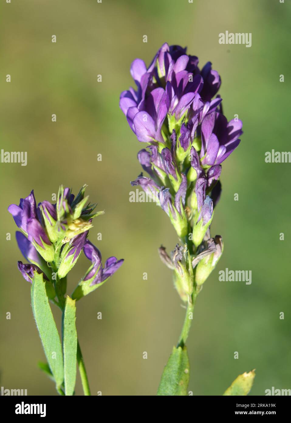 The field is blooming alfalfa, which is a valuable animal feed Stock