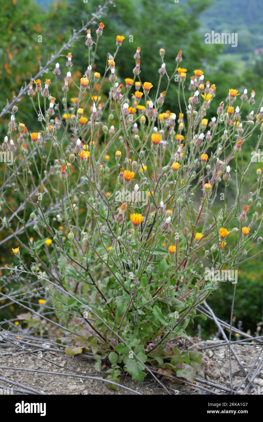 Crepis foetida grows in the wild in summer Stock Photo